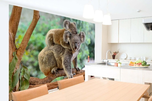 Vlies Fototapete - Koala-Mutter mit Baby 375 x 250 cm